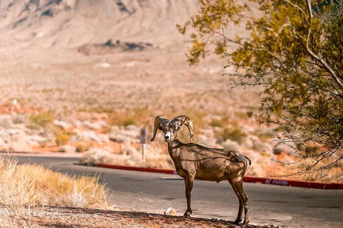 6hr Valley of Fire, Hoover Dam, Boulder City Tour from Las Vegas - Valley of Fire at sunset: Elephant Rock and Fire Wave