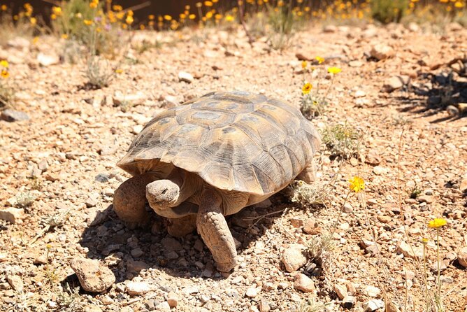 Audio Driving Tour: Grand Canyon West, Hoover Dam Red Rock Canyon - Spring Mountain Ranch State Park, Ethel M Chocolates, and Lake Mead viewpoints