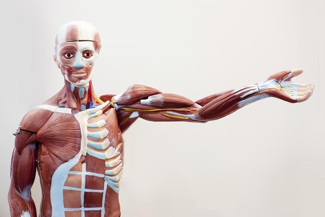 Bodies The Exhibition at the Luxor Hotel and Casino - Key Points to Know Before You Go