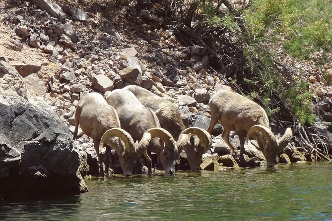 Emerald Cave & Black Canyon Kayak Tour with Vegas Pickup - The Upstream Paddle in Black Canyon: Pace, Wildlife, and Photos