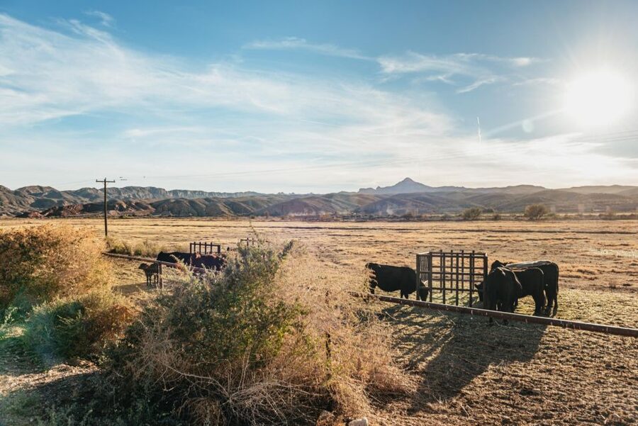 From Las Vegas: Desert Sunset Horseback Ride with BBQ Dinner - Timing breakdown: a full 6 hours that doesn’t drag