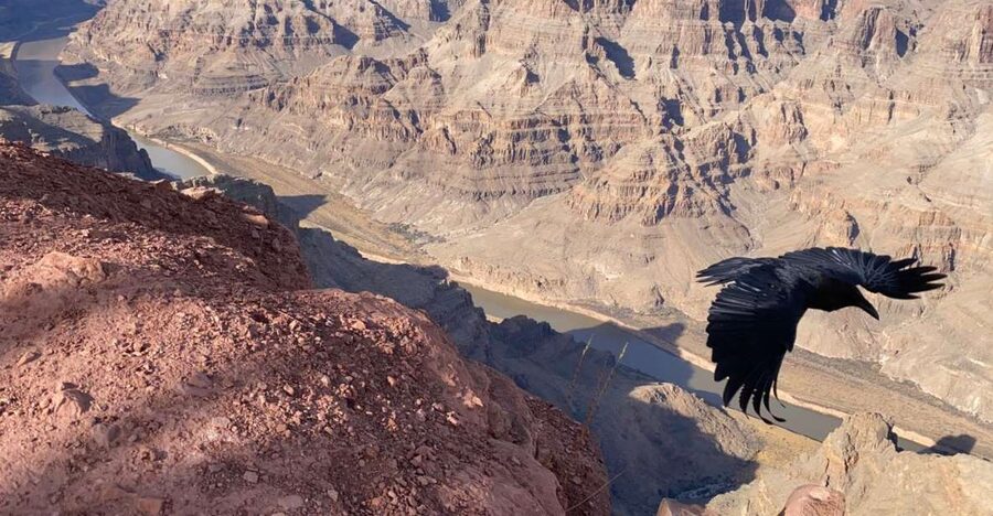 From Las Vegas: Grand Canyon & Hoover Dam Private Photo Tour - Grand Canyon West timing: Eagle Point and Guano Point in the right order