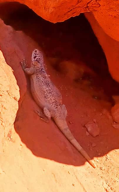 From Las Vegas: Valley of Fire Full-Day Guided Tour w/ Lunch - Key Points to Know Before You Go