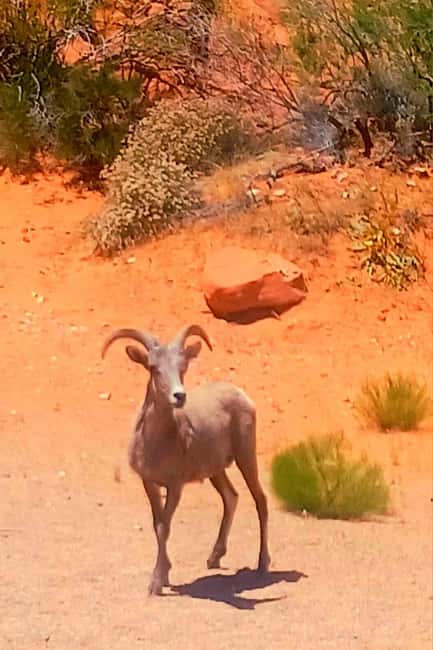 From Las Vegas: Valley of Fire Full-Day Guided Tour w/ Lunch - Elephant Rock and Fire Wave: The Stops You Remember Later