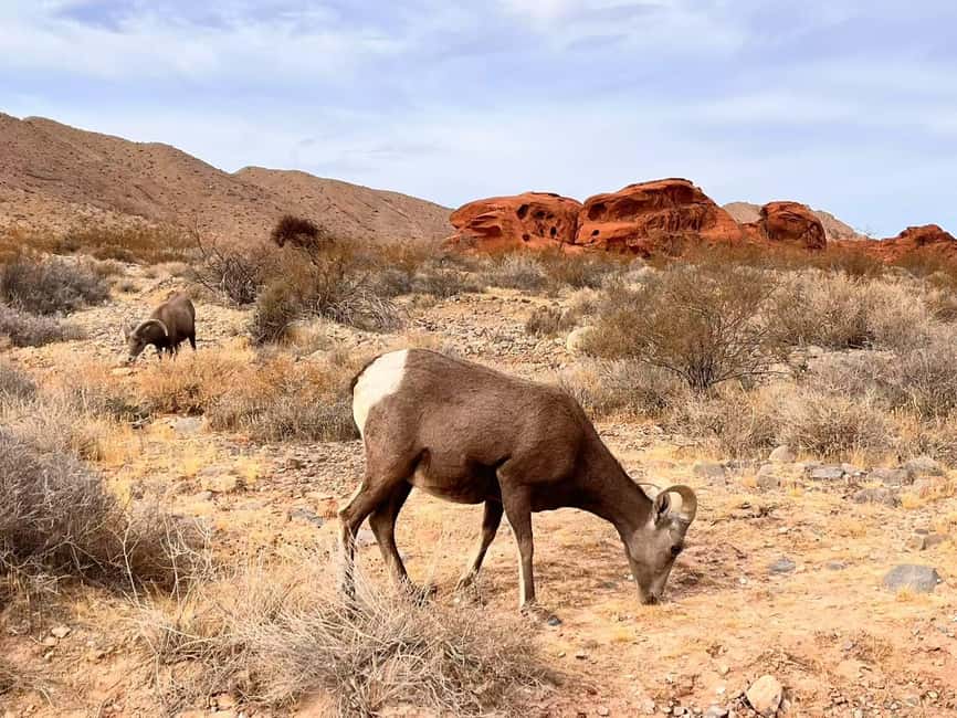 From Las Vegas: Valley of Fire State Park Guided Day Tour - Valley of Fire Visitor Center, petroglyphs, and the park’s big story