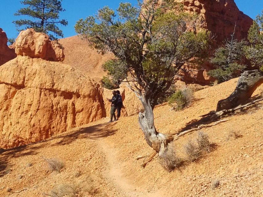 From Las Vegas: Zion and Bryce Canyon Guided Day Tour - Price and Value, Including the 2026 Non-U.S. Park Fees
