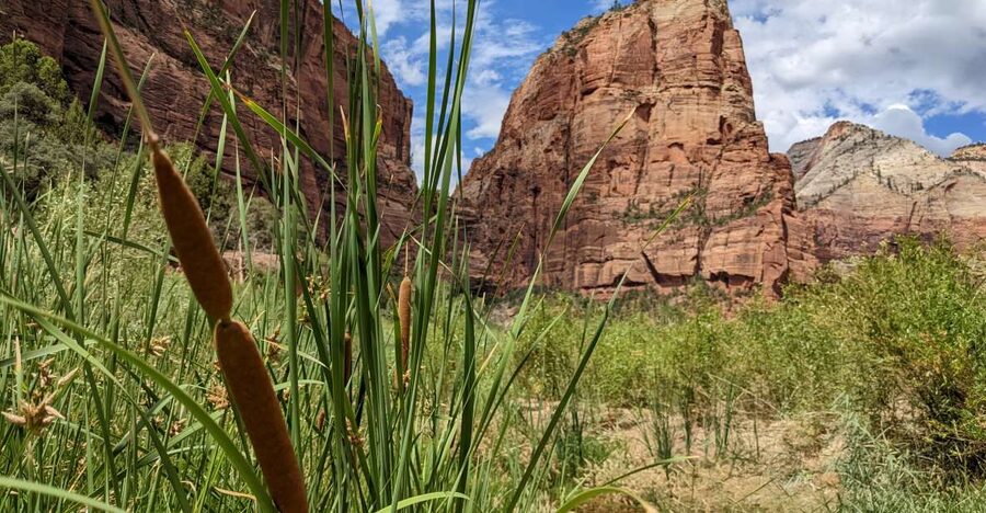 From Las Vegas: Zion National Park Small Group Adventure - Checkerboard Mesa and the Mt. Carmel Tunnel side: the drive-by that feels like a bonus hike