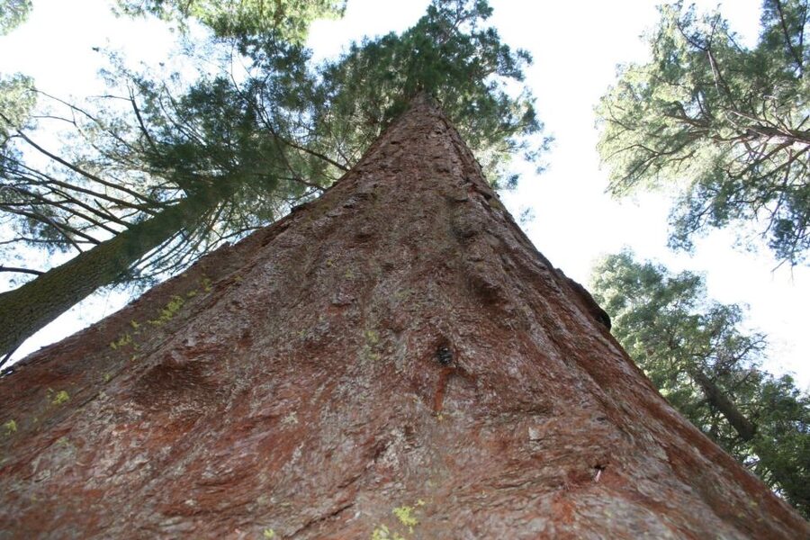 From Vegas to San Francisco: 7-Day National Park Tour - Key points to know before you go