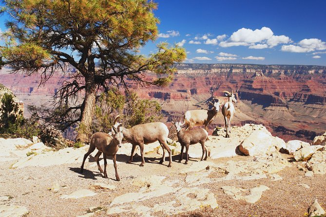 Grand Canyon National Park South Rim Small Group Bus Tour - Las Vegas to South Rim: that early pickup is the whole deal