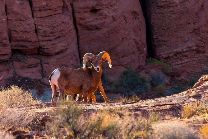 Grand Canyon West, Hoover Dam and Seven Magic Mountains & LV Sign - Joshua Tree Forest and bighorn sheep viewing: the quieter moments