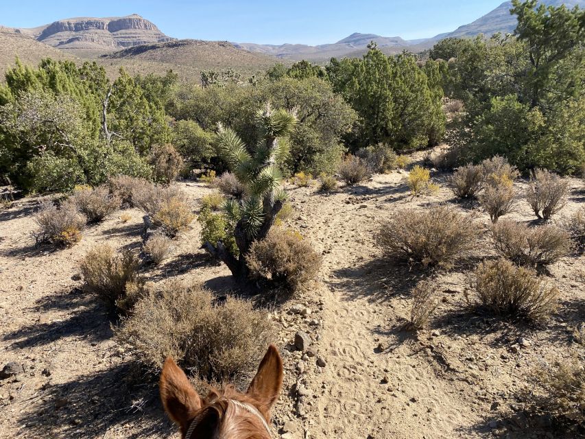 Horseback Ride thru Joshua Tree Forest with Buffalo & Lunch - The Western ranch stop near the Grand Canyon: lunch, cowboy songs, and a carriage ride