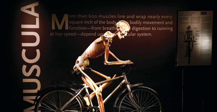 Las Vegas: BODIES | The Exhibition at the Luxor - Key things that make this exhibit worth your time