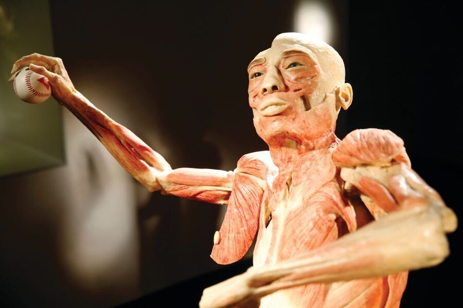 Las Vegas: BODIES | The Exhibition at the Luxor - Walking through the gallery: a smart way to see the whole human form