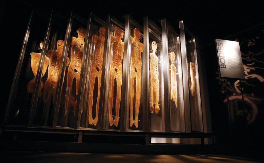 Las Vegas: BODIES | The Exhibition at the Luxor - How long should you plan for, and when to go