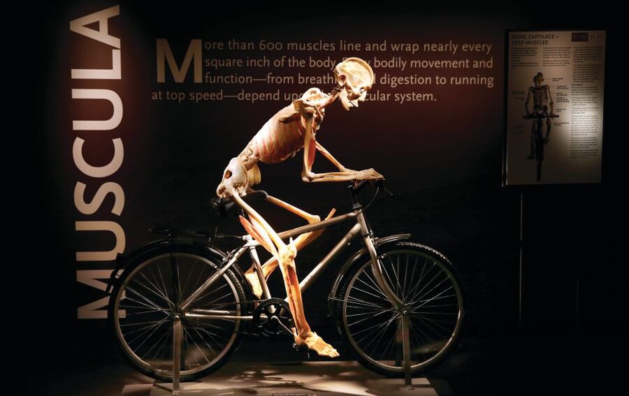 Las Vegas: BODIES | The Exhibition at the Luxor - Price and value at $44, plus the timing that matters