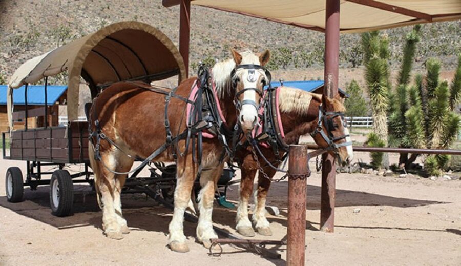 Las Vegas: Grand Canyon Ranch Tour with Horseback/Wagon Ride - Leaving Las Vegas the comfortable way: transfers plus Hoover Dam