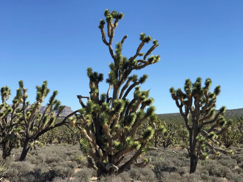 Las Vegas:Grand Canyon West Tour, Ranch Lunch, Skywalk Entry - Small Group Comfort, Bottled Water, and Real-World Logistics