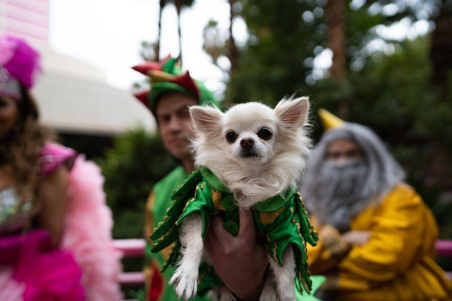 Las Vegas: Piff the Magic Dragon Show at the Flamingo - A Vegas Strip showdown at the Flamingo Showroom