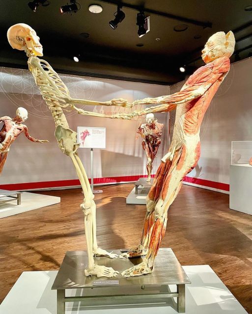 Las Vegas: REAL BODIES at Horseshoe Las Vegas Entry Ticket - Before You Go: Timing, Food Rules, and the One Date You Should Know