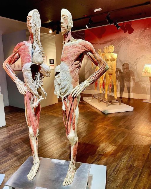 Las Vegas: REAL BODIES at Horseshoe Las Vegas Entry Ticket - My Take: How to Get the Most Out of Your Visit