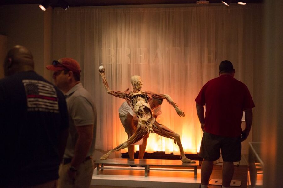 Las Vegas: REAL BODIES at Horseshoe Las Vegas Entry Ticket - More Than Specimens, You Learn How the Body Functions