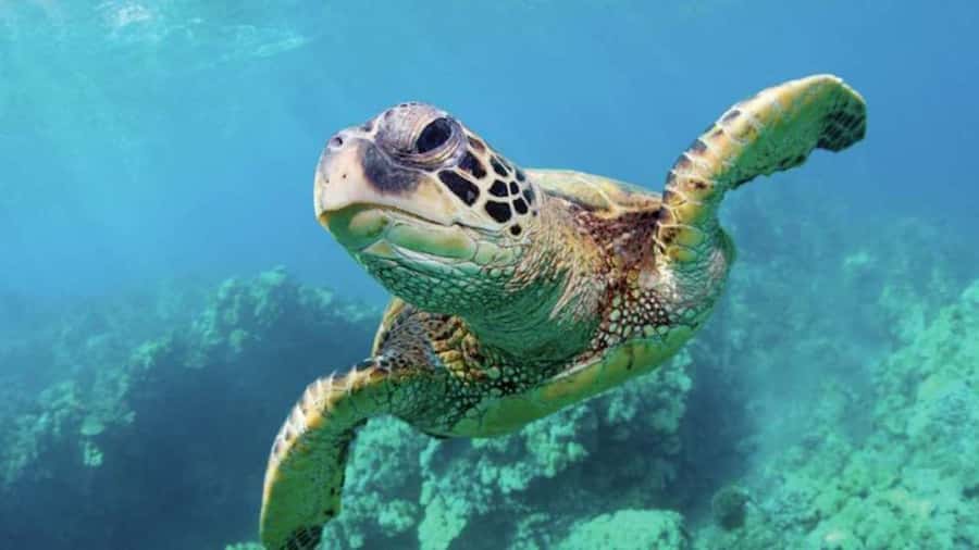 Las Vegas: Shark Reef Aquarium Entry Ticket - Key highlights to know before you go