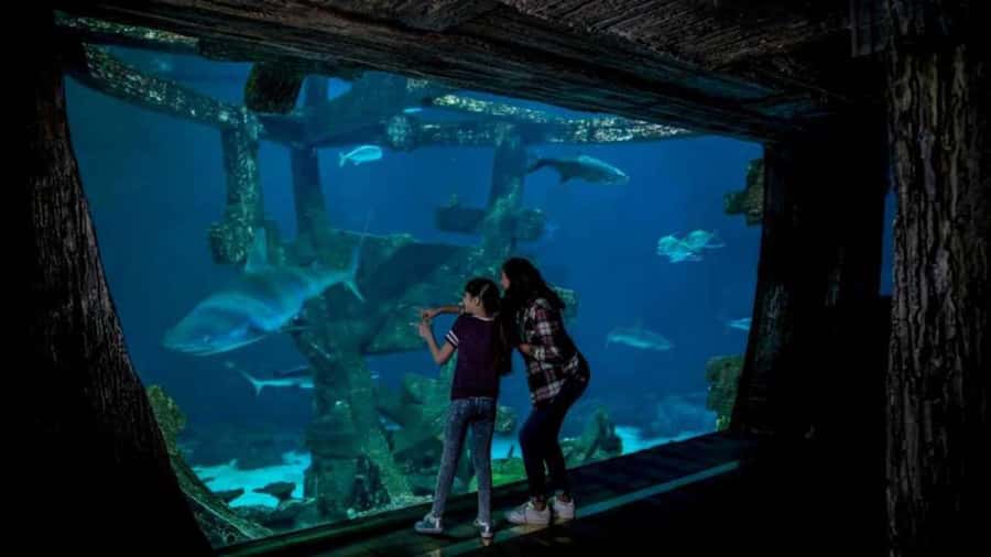 Las Vegas: Shark Reef Aquarium Entry Ticket - Shipwreck views in a 1.3 million gallon tank