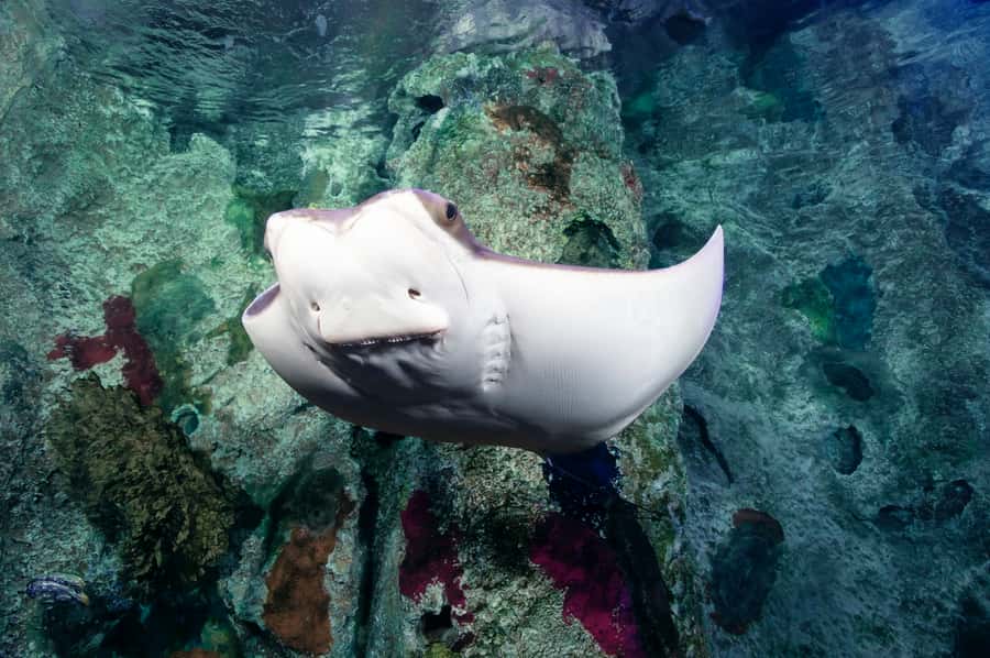 Las Vegas: Shark Reef Aquarium Entry Ticket - Undersea Explorer VR Experience: tech plus short timing