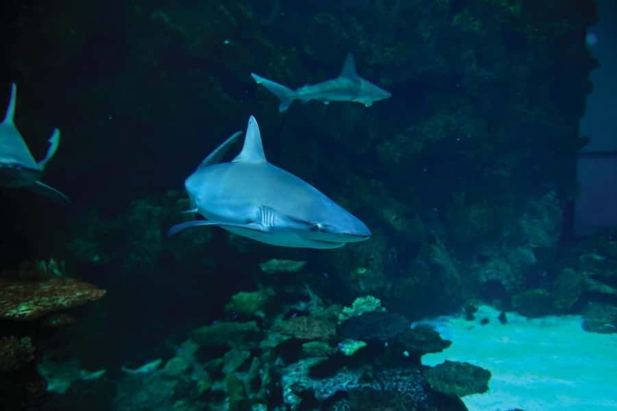 Las Vegas: Shark Reef Aquarium Entry Ticket - Food and pacing: pair it with Mandalay Bay time