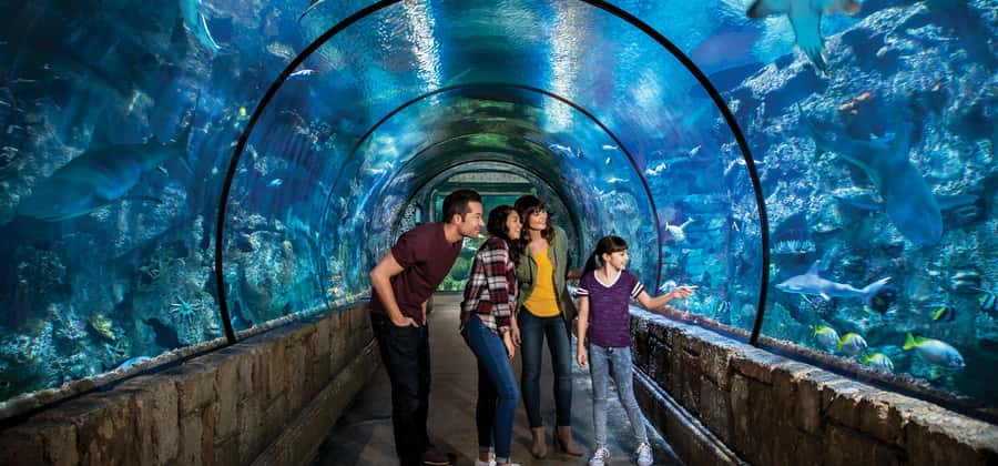Las Vegas: Shark Reef Aquarium Entry Ticket - Getting to Mandalay Bay’s Shark Reef: the simplest walking route