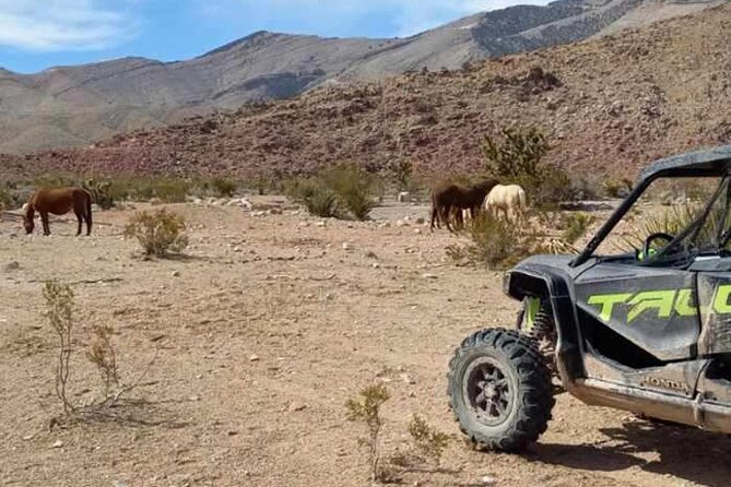 Las Vegas UTV Tour - Wildlife Chances on the Mojave Trail