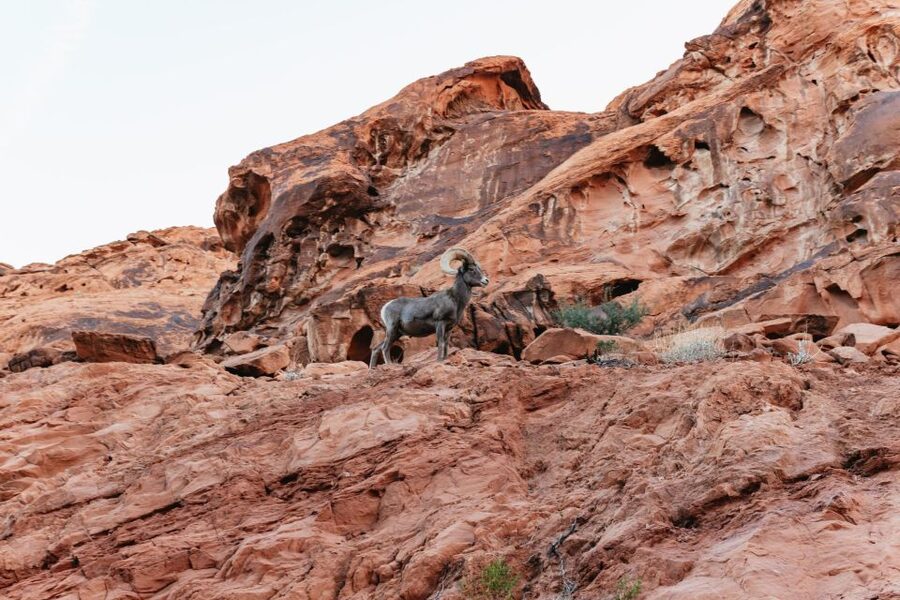 Las Vegas: Valley of Fire Guided Hike with Drinks and Snacks - What the Guide Actually Does for You on the Trail