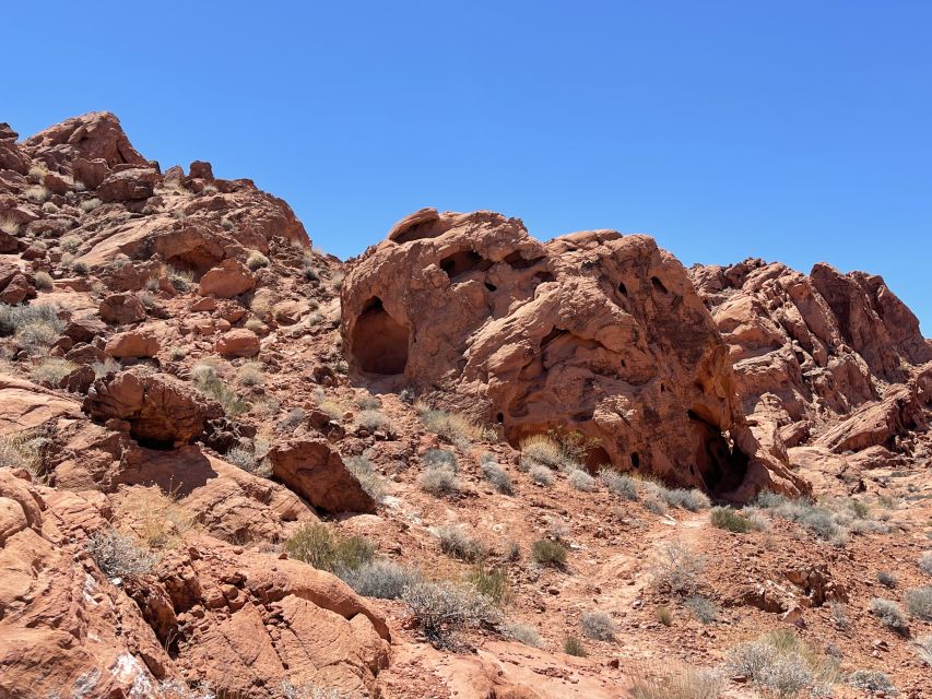 Las Vegas: Valley Of Fire State Park Tour - Desert plants you can actually spot, not just background scenery