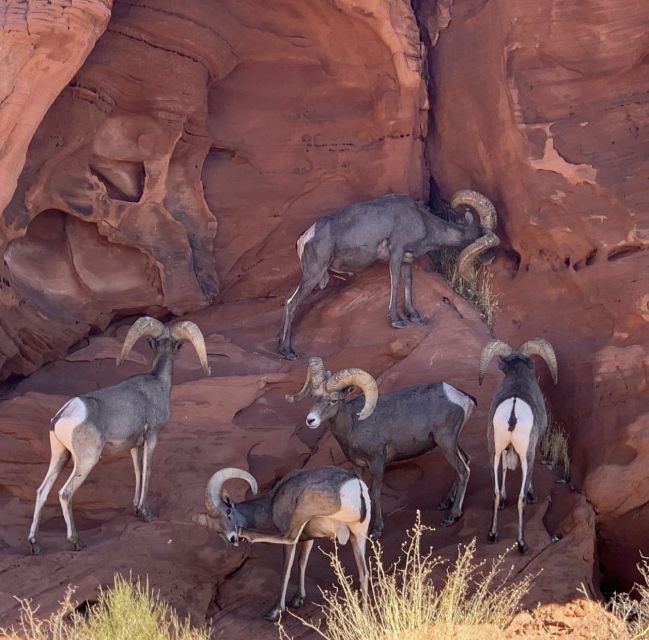 Las Vegas: Valley Of Fire State Park Tour - Snacks, water, and comfort on a 5-hour outing