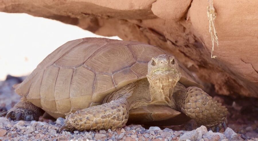 Las Vegas: Valley of Fire Sunset Tour with Hotel Transfers - Value vs. cost: is $128 worth it?