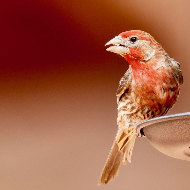Las Vegas: Valley of Fire Sunset Tour with Hotel Transfers - Wildlife and the bonus surprises you might get
