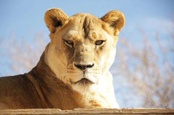 Lion Habitat Ranch Admission Ticket in Las Vegas - Key things to know before you go