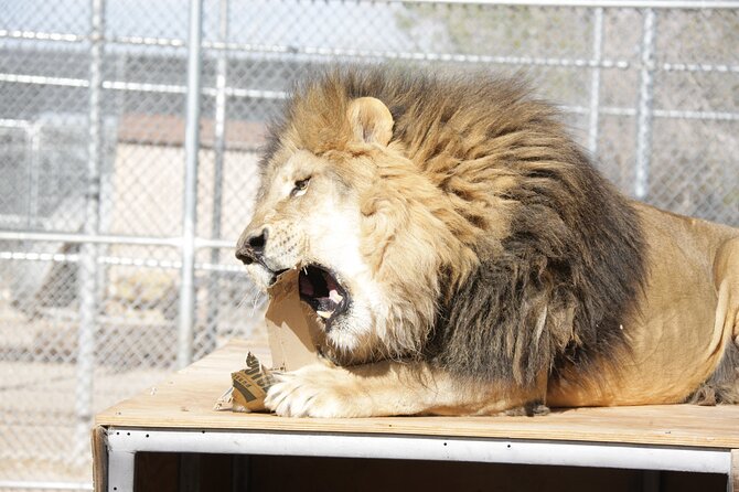 Lion Habitat Ranch Admission Ticket in Las Vegas - Why Lion Habitat Ranch feels different in Las Vegas