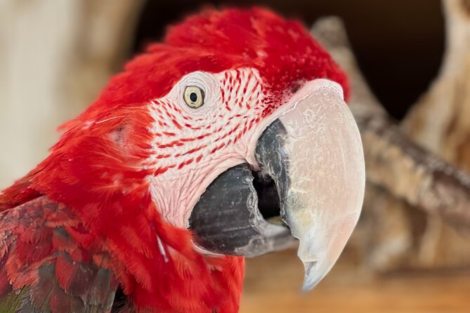 Lion Habitat Ranch Admission Ticket in Las Vegas - Photos and the gift shop: turning your hour into memories