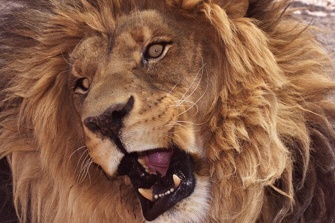 Lion Habitat Ranch Admission Ticket in Las Vegas - Entering the ranch: what check-in sets up