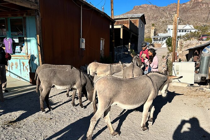 Oatman Mining Camp, Burros, Scenic RT 66 Direct From Las Vegas - Photo strategy, so you come home with more than blur
