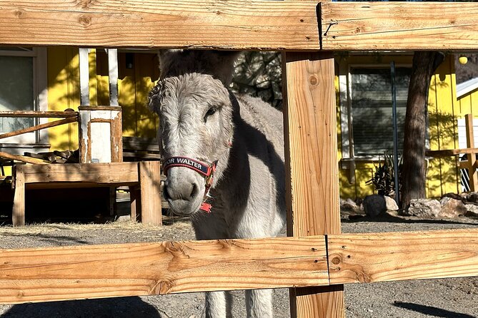 Oatman Mining Camp, Burros, Scenic RT 66 Direct From Las Vegas - What the schedule feels like, and how to plan your day