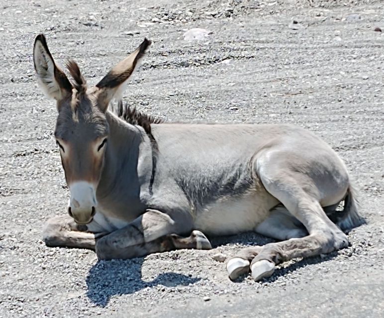 Oatman Mining Village: Burros/Route 66 Scenic Mountain Tour - Price and value: what $125 buys in a 6.5 hour day