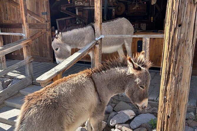 Oatman Old West Town: Route 66, Museum & Black Mountain Drive - Route 66 Museum Stop: A Fast, Worth-It Lesson Before You Wander