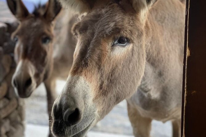 Oatman Old West Town: Route 66, Museum & Black Mountain Drive - Price and Logistics: What $129 Really Buys You