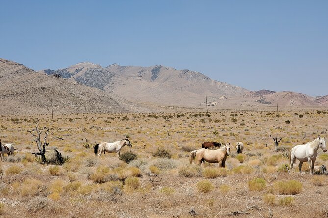 Off Road UTV Adrenaline Experience in Las Vegas - Speed, dust, and why the guide controls the pace (the slingshot issue)
