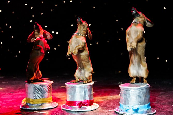 Popovich Comedy Pet Theater at Planet Hollywood Resort and Casino - Sound and volume: pack for loud fun, not quiet listening