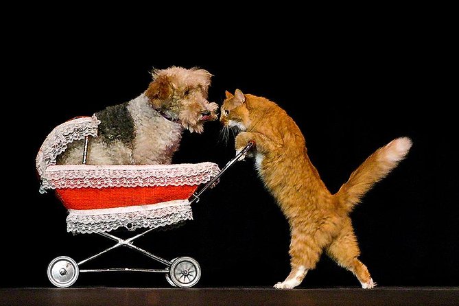 Popovich Comedy Pet Theater at Planet Hollywood Resort and Casino - The show rhythm: jokes, juggling, then pets again and again