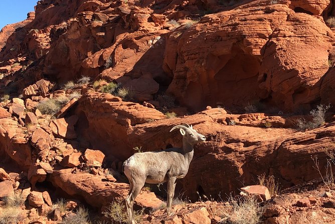 Private Valley of Fire Hiking Tour from Las Vegas - From Strip pickup to Valley of Fire Visitor Center