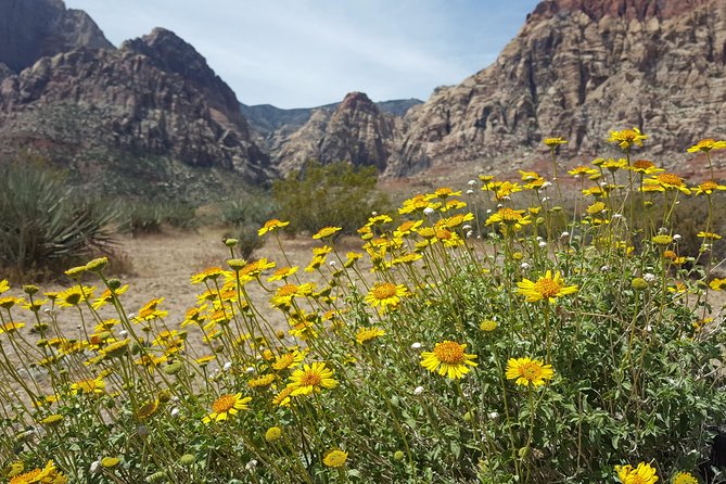 Red Rock Canyon eBike Half-Day Tour - Price and value: what $137 buys you in real terms